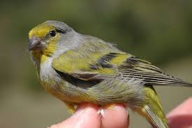 Image result for Carduelis citrinella