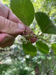 Attēlu rezultāti vaicājumam “Frangula alnus leaf”