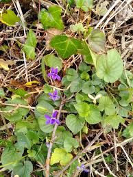 Attēlu rezultāti vaicājumam “Viola riviniana leaf”