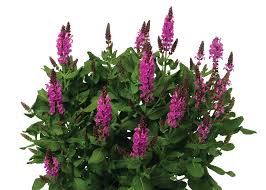 Image result for Salvia nemorosa