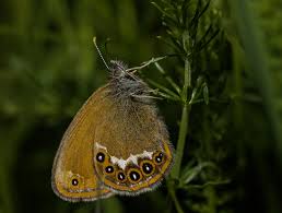 Attēlu rezultāti vaicājumam “Coenonympha arcania underside”