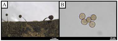 Attēlu rezultāti vaicājumam “Didymium serpula spores”