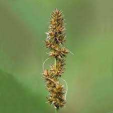 Attēlu rezultāti vaicājumam “Carex digitata bud”