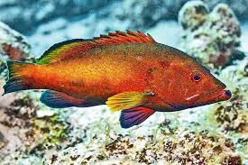 Image result for Cephalopholis fulva