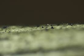 Attēlu rezultāti vaicājumam “Liceaceae”