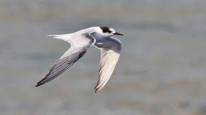 Attēlu rezultāti vaicājumam “Sterna hirundo adult”