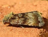 Attēlu rezultāti vaicājumam “Panemeria tenebrata”