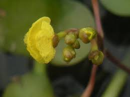 Attēlu rezultāti vaicājumam “Utricularia minor bud”