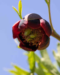 Attēlu rezultāti vaicājumam “Paeoniaceae”