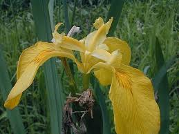 Attēlu rezultāti vaicājumam “Iris pseudacorus flower”
