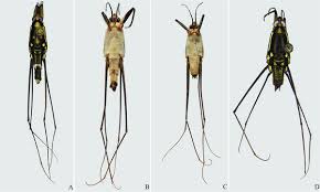 Attēlu rezultāti vaicājumam “Gerridae imago”
