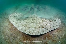 Image result for Gymnura altavela