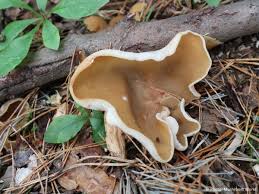 Attēlu rezultāti vaicājumam “Peziza repanda”