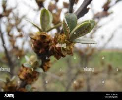 Attēlu rezultāti vaicājumam “Hippophae rhamnoides female flower”