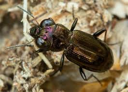 Attēlu rezultāti vaicājumam “Notiophilus germinyi”