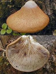 Attēlu rezultāti vaicājumam “Crepidotus versutus”