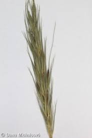 Attēlu rezultāti vaicājumam “Hordelymus europaeus fruit”