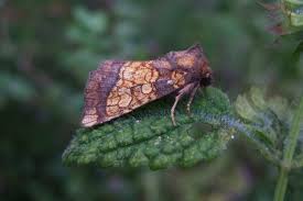 Attēlu rezultāti vaicājumam “Gortyna flavago”