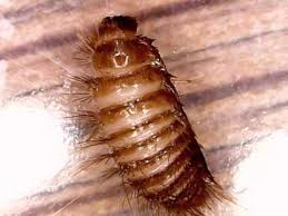 Attēlu rezultāti vaicājumam “Anthrenus museorum”