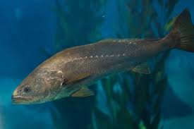 Image result for Argyrosomus inodorus