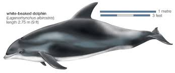 Image result for Lagenorhynchus albirostris