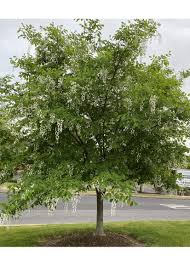 Attēlu rezultāti vaicājumam “Cladrastis kentukea”