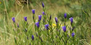 Attēlu rezultāti vaicājumam “Gentiana pneumonanthe flower”