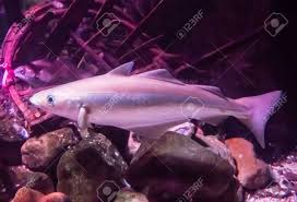 Image result for Melanogrammus aeglefinus