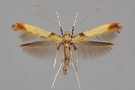 Attēlu rezultāti vaicājumam “Caloptilia hemidactylella”