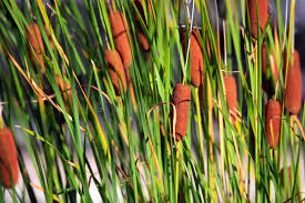 Attēlu rezultāti vaicājumam “Typha angustifolia”