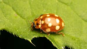 Attēlu rezultāti vaicājumam “Calvia quatuordecimguttata”