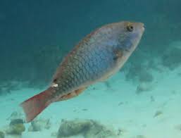 Image result for Sparisoma aurofrenatum