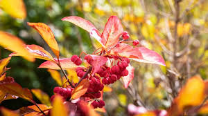Attēlu rezultāti vaicājumam “Euonymus europaeus fruit”