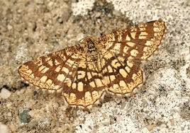 Attēlu rezultāti vaicājumam “Chiasmia clathrata”