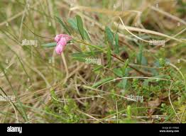 Attēlu rezultāti vaicājumam “Andromeda polifolia flower”