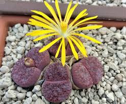 Attēlu rezultāti vaicājumam “Lithomoia solidaginis”