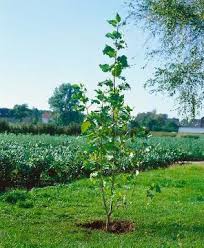 Attēlu rezultāti vaicājumam “Populus x berolinensis”