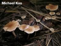 Attēlu rezultāti vaicājumam “Collybia sp.”