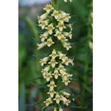 Image result for Digitalis lutea