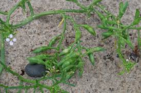 Attēlu rezultāti vaicājumam “Cakile maritima subsp. baltica leaf”