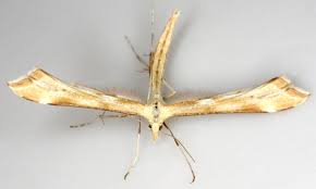 Attēlu rezultāti vaicājumam “Gillmeria pallidactyla”