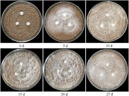 Attēlu rezultāti vaicājumam “Ceriporia”