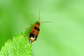 Attēlu rezultāti vaicājumam “Phyllobrotica quadrimaculata”