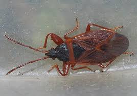 Attēlu rezultāti vaicājumam “Gastrodes grossipes”