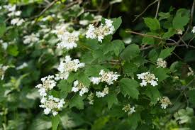 Attēlu rezultāti vaicājumam “Viburnum opulus flower”
