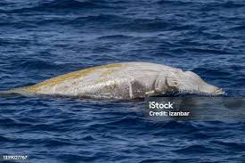 Image result for Ziphius cavirostris