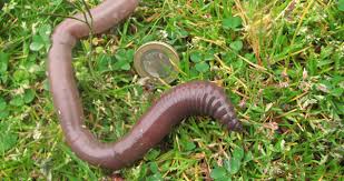 Attēlu rezultāti vaicājumam “Annelides”