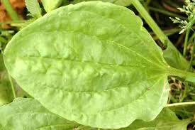 Attēlu rezultāti vaicājumam “Eupteryx vittata”