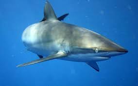 Image result for Carcharhinus isodon
