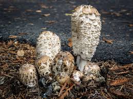 Image result for coprinus
